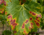 Roter Brenner der Weinrebe