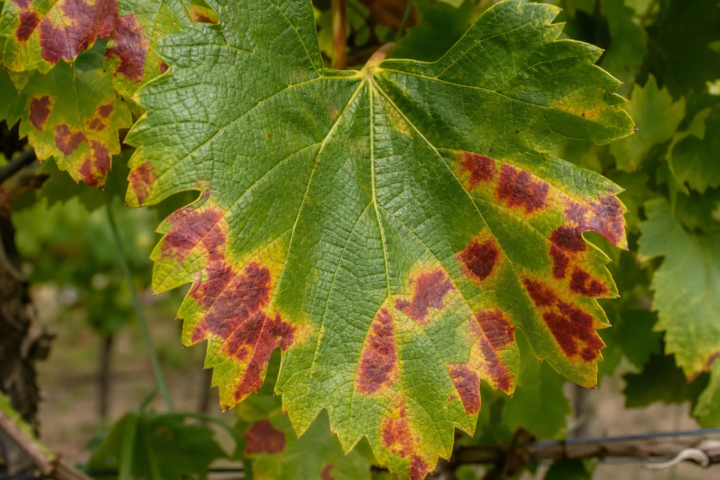 Roter Brenner der Weinrebe