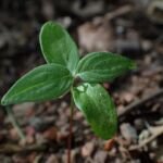Roter Hartriegel (Cornus sanguinea) – Pflanzenfoto