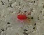 Roztočec chmeľový