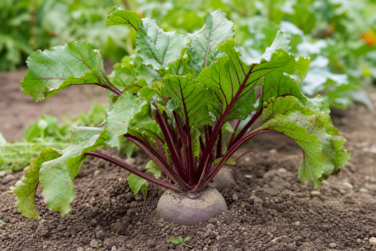 Beta vulgaris