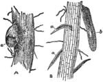 Rübenzystennematode