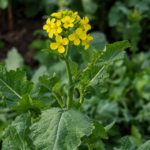 Rübsen (Brassica rapa) – Pflanzenfoto