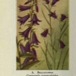 Rundblättrige Glockenblume (Campanula rotundifolia) – Pflanzenfoto