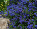Säckelblume ‘Concha’ (Ceanothus ‘Concha’)