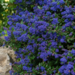 Säckelblume 'Concha' (Ceanothus 'Concha') – Pflanzenfoto