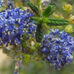 Säckelblume 'Dark Star' (Ceanothus 'Dark Star') – Pflanzenfoto
