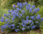 Säckelblume ‘Gloire de Versailles’ (Ceanothus × delileanus ‘Gloire de Versailles’)