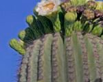 Saguaro (Carnegiea ‘Gigantea’)