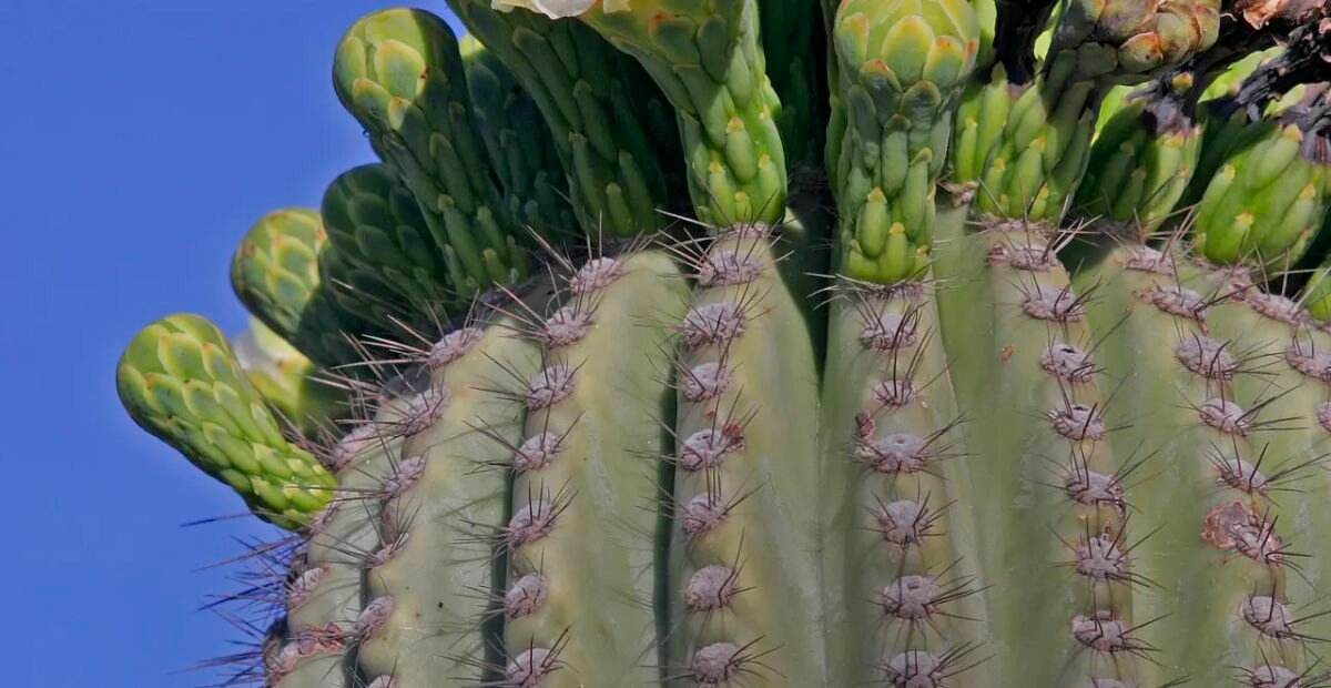 Saguaro (Carnegiea 'Gigantea') – Pflanzenfoto