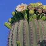 Saguaro (Carnegiea 'Gigantea') – Pflanzenfoto