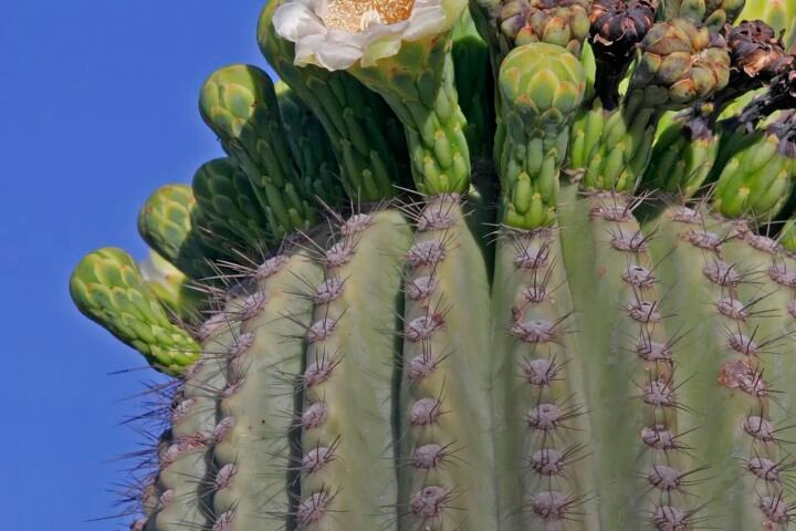 Carnegiea 'Gigantea'