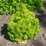 šalát siaty (Lactuca sativa) – fotografia rastliny