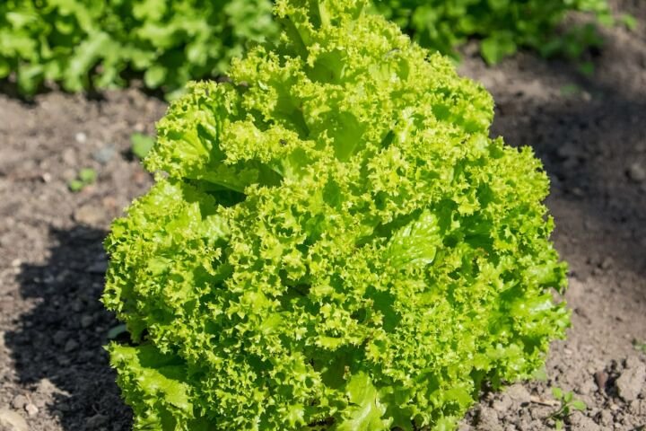 Lactuca sativa