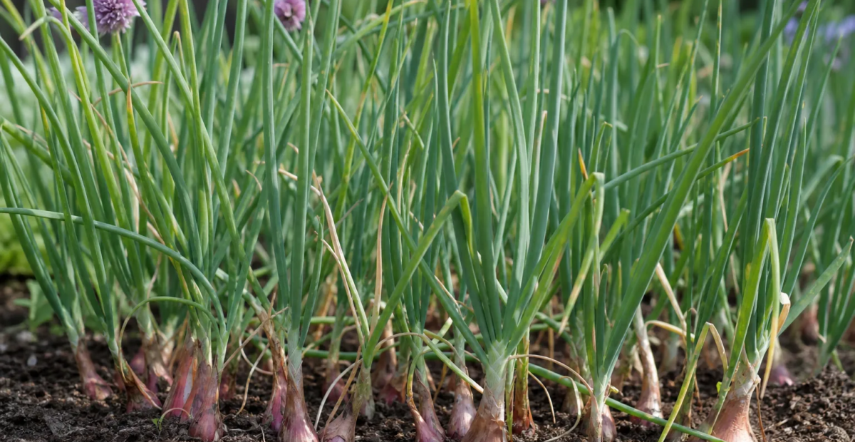 Šalotka (Allium cepa Aggregatum Group) – fotografia rastliny