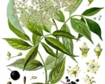 Schwarzer Holunder (Sambucus nigra) – Pflege