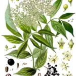 Black Elder (Sambucus nigra) – characteristic appearance, plant photo