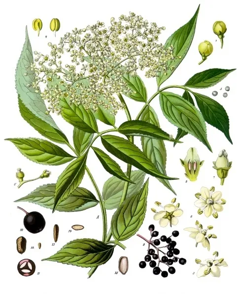 Black Elder (Sambucus nigra) – characteristic appearance, plant photo