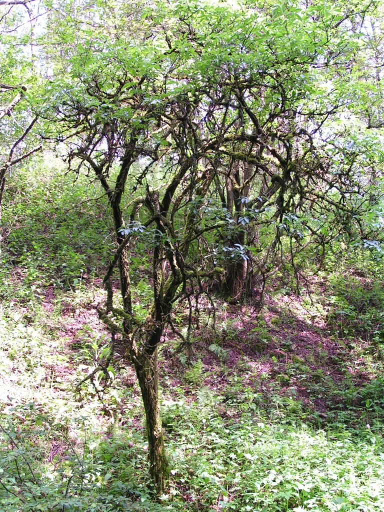 Black Elder (Sambucus nigra) – in its natural habitat, plant photo