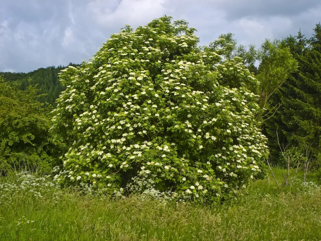 Black Elder (Sambucus nigra) – characteristic appearance, plant photo