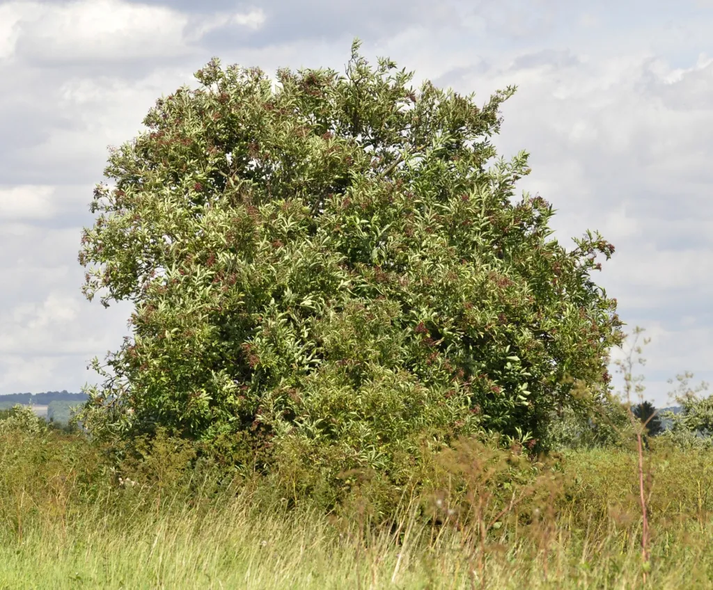 Black Elder (Sambucus nigra) – characteristic appearance, plant photo