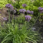 Sand Leek (Allium scorodoprasum) – plant photo