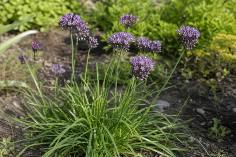 Allium scorodoprasum