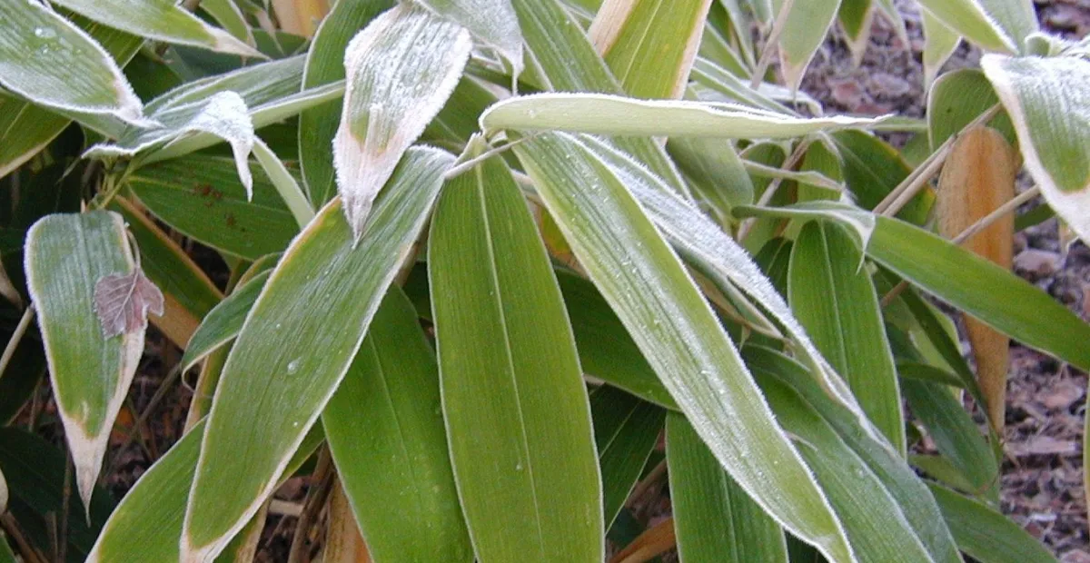 Sasa palmata – Pflanzenfoto