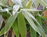 Sasa palmata – Pflege