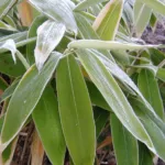 Palmate Bamboo (Sasa palmata) – characteristic appearance, plant photo