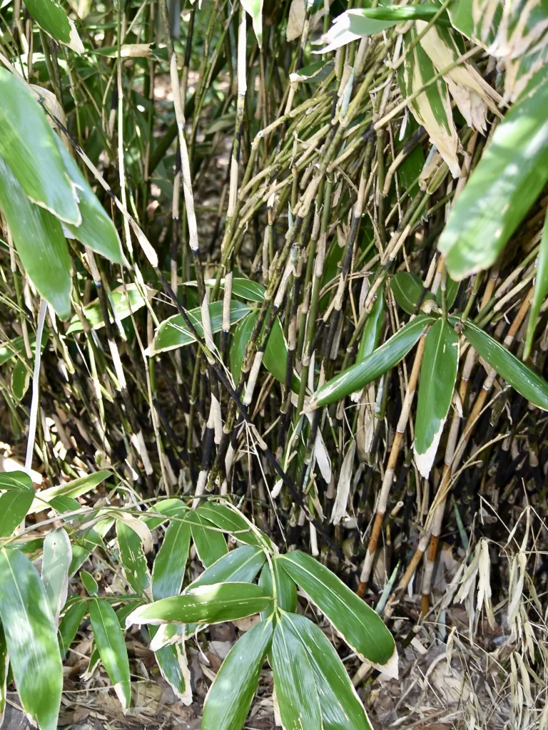 Sasa palmata – (Sasa palmata) – typisches Erscheinungsbild, Pflanzenfoto