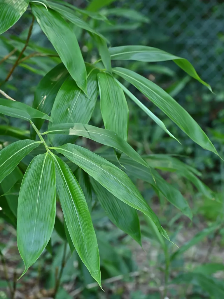 Sasa palmata – (Sasa palmata) – typisches Erscheinungsbild, Pflanzenfoto