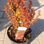 Säulenberberitze 'Orange Rocket' (Berberis thunbergii 'Orange Rocket') – Pflanzenfoto