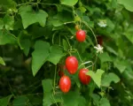 Scarlet gourd (Coccinia grandis) care guide