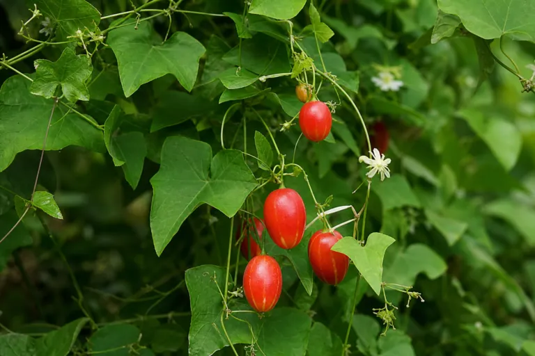 Coccinia grandis