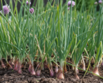 Schalotte (Allium cepa Aggregatum Group)