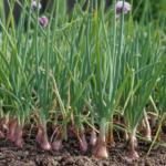 Schalotte (Allium cepa Aggregatum Group) – Pflanzenfoto