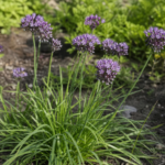 Schlangen-Lauch (Allium scorodoprasum) – Pflanzenfoto