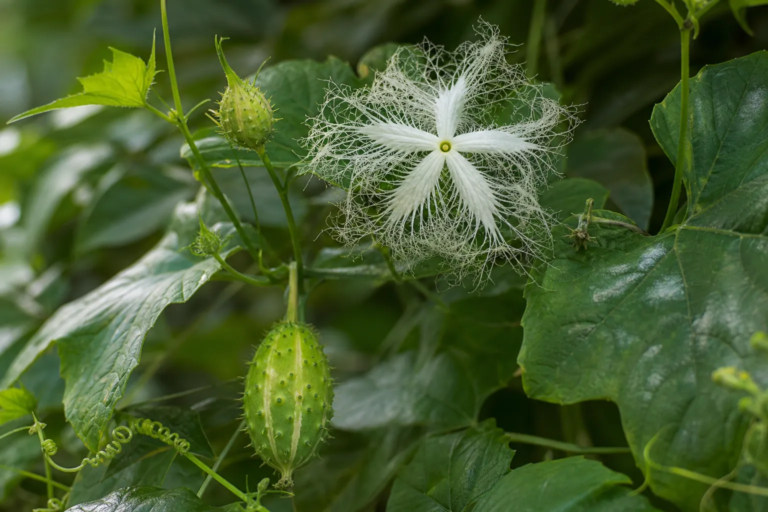 Trichosanthes cucumerina