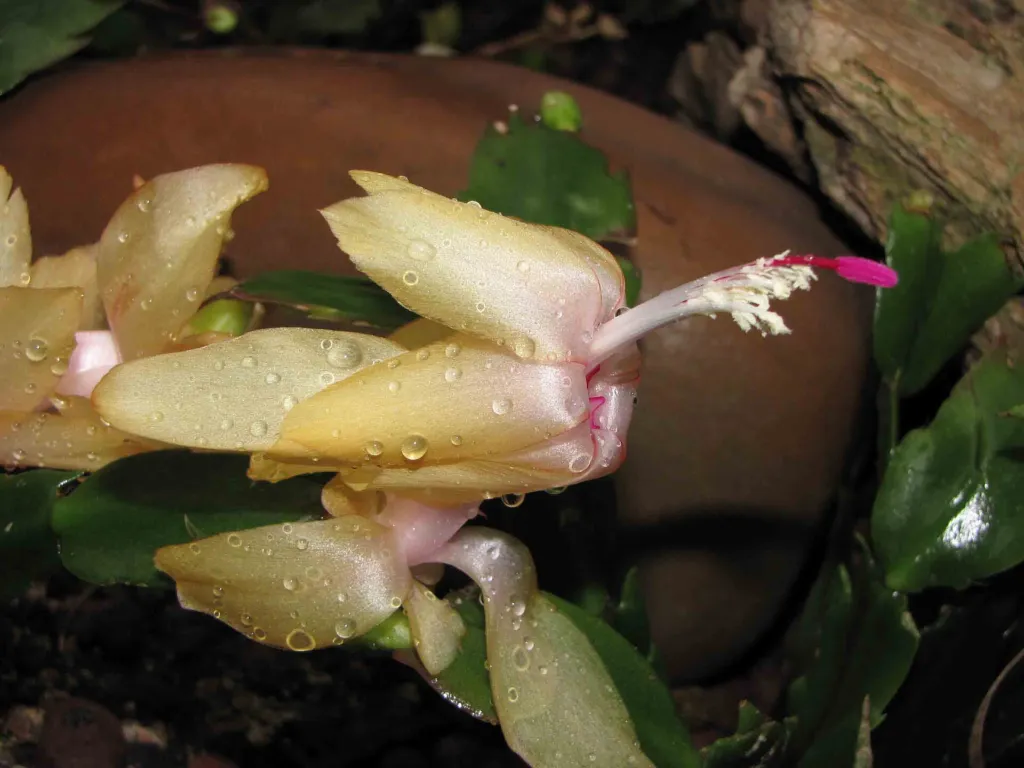 Crab Cactus (Schlumbergera truncata) – in a garden setting, plant photo