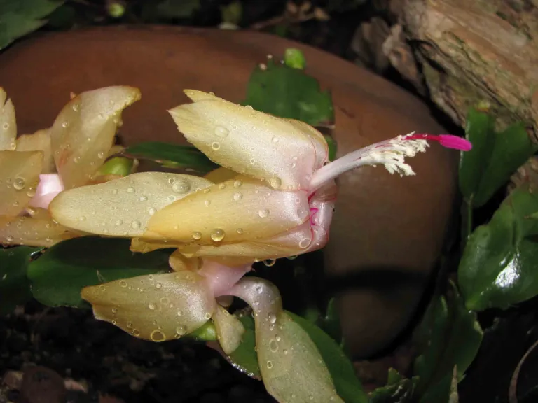 Crab Cactus (Schlumbergera truncata) – in a garden setting, plant photo