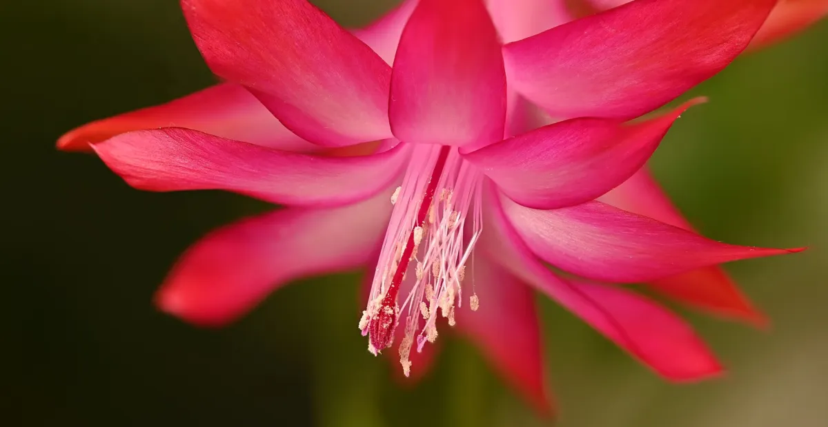 Crab Cactus (Schlumbergera truncata) – plant photo