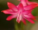 Crab Cactus (Schlumbergera truncata) care guide