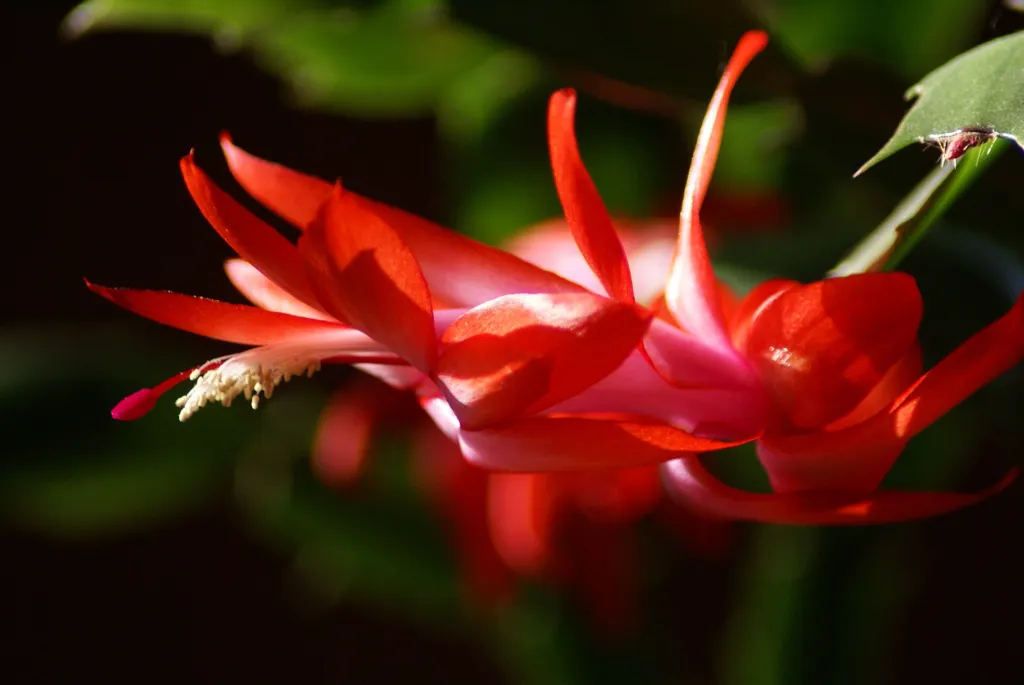 Crab Cactus (Schlumbergera truncata) – characteristic appearance, plant photo