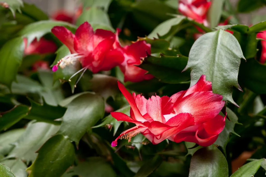 Crab Cactus (Schlumbergera truncata) – characteristic appearance, plant photo