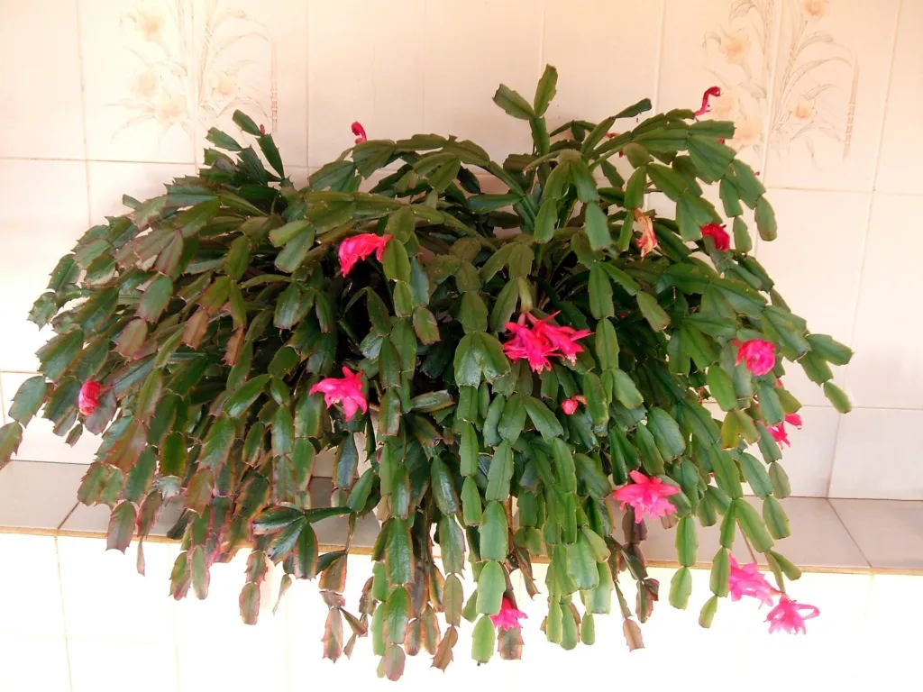 Crab Cactus (Schlumbergera truncata) – characteristic appearance, plant photo