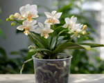 Schmetterlingsorchidee (Gattungsname; kein einheitlicher deutscher Sortenname für ‘Mini Mark’ dokumentiert) (Phalaenopsis ‘Mini Mark’)