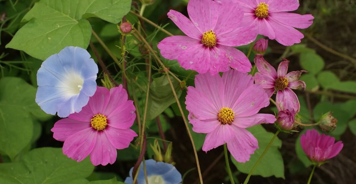 Schmuckkörbchen (Cosmos bipinnatus) – Pflanzenfoto