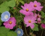 Schmuckkörbchen (Cosmos bipinnatus) – Pflege