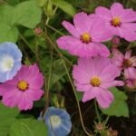 Schmuckkörbchen (Cosmos bipinnatus) – Pflanzenfoto